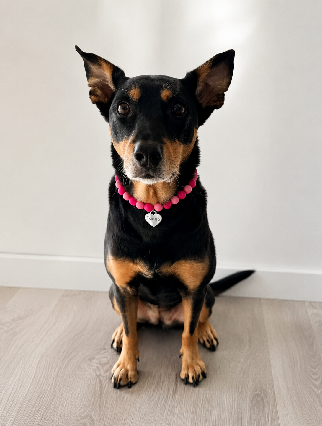 Little Paws Beaded Necklace | Personalised Dog Name & Contact Number