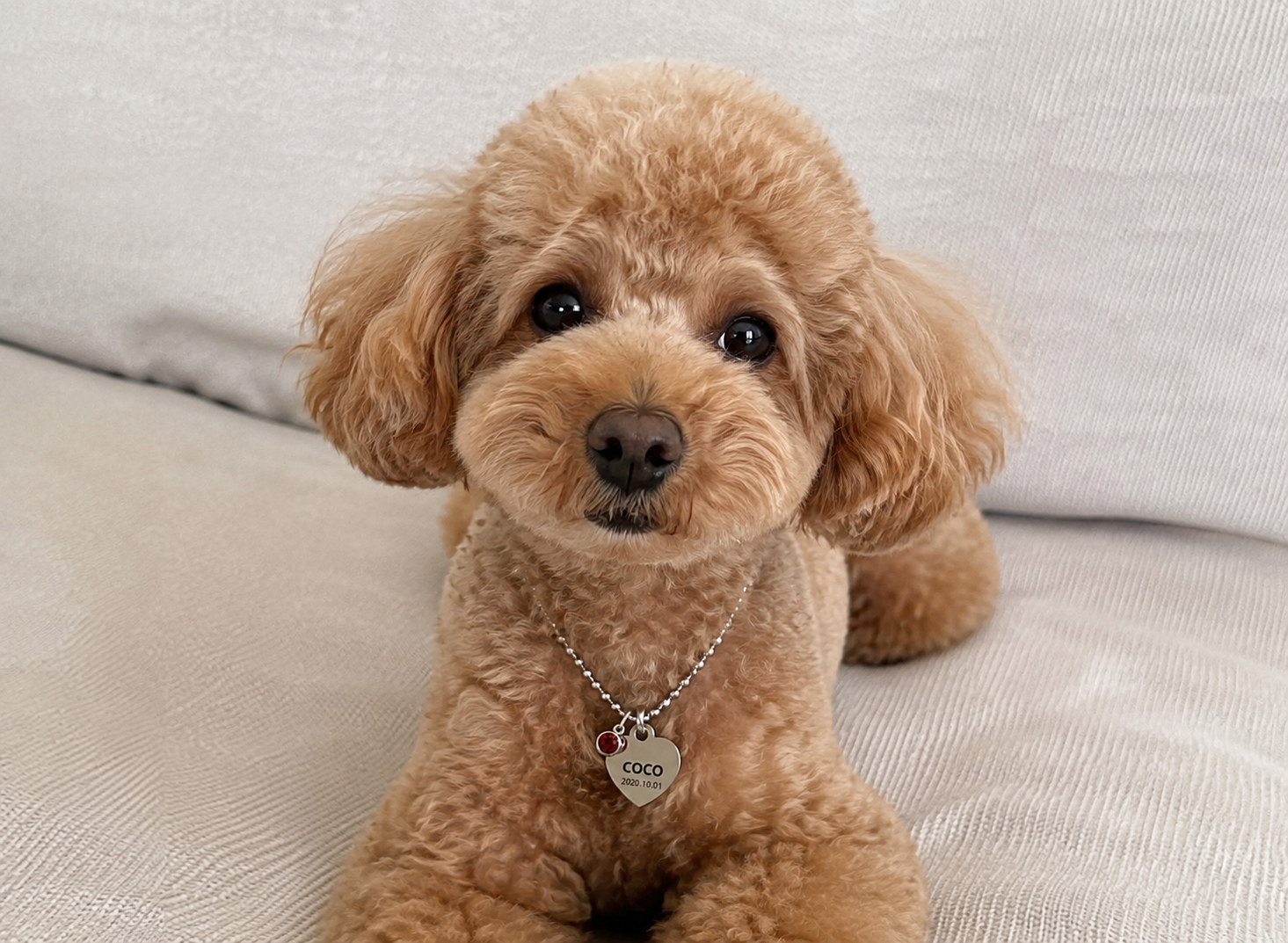 Forever Name Necklace | Personalised Pet Name & Birthstone